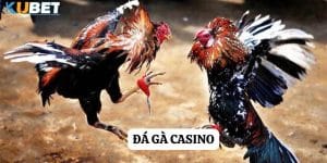 Đá gà casino tại kubet: Sự kết hợp hoàn hảo giữa hồi hộp và sự thú vị