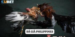 Đá gà Philippines tại Kubet: Trải nghiệm cảm xúc mạnh mẽ và cơ hội thắng lớn