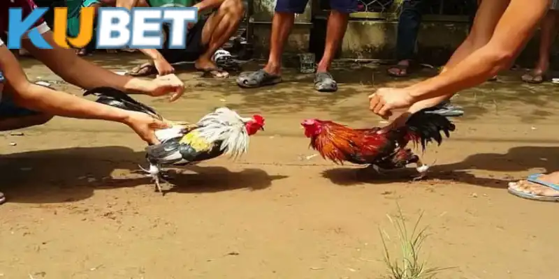Cách chơi đá gà Campuchia hốt bạc nhà cái