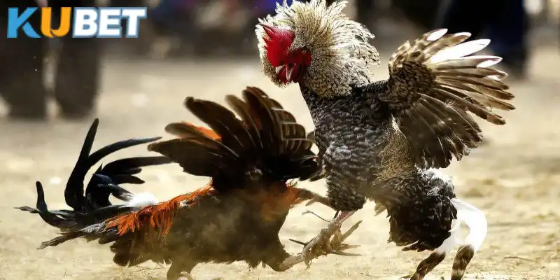 Hướng dẫn cách tính kèo đá gà dễ hiểu cho người chơi