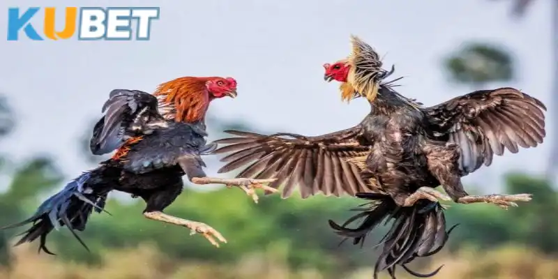Chi tiết các bước thả gà chuẩn khoa học cho người chơi Kubet
