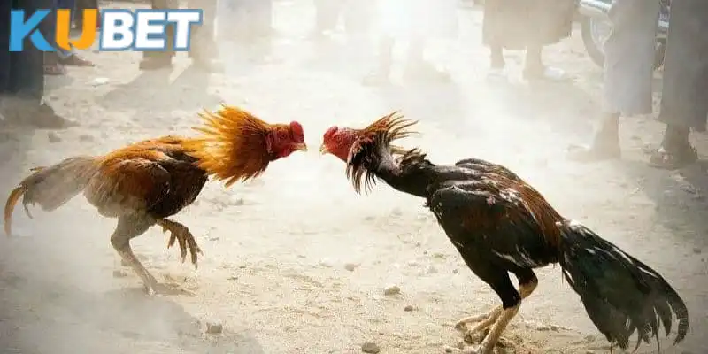 Các chiến kê không thể bỏ qua khi chơi đá gà tại Kubet