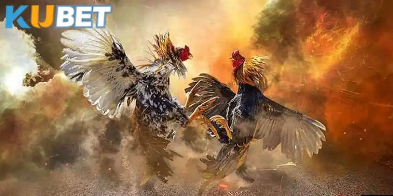 Đá gà trực tiếp 88 cuốn hút thành viên nhà cái
